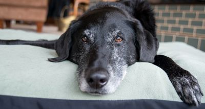 Charity highlights hidden pain in elderly dogs
